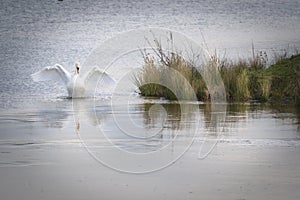 Elegant white swan spreading his wings with lovely reflection on the icy water