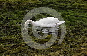 An elegant white swan on the surface of a small mountain lake