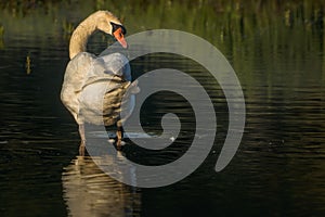 Elegant white swan in a tranquil lake, its head and neck arched gracefully