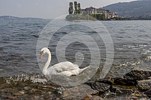 Elegant white swan on the water of Lake Maggiore with Isola Bella in the background, Stresa, Italy