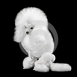 Elegant white toy poodle