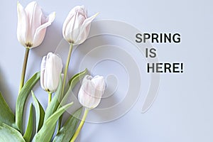 Elegant White Tulips Over White Background with Springtime Greeting