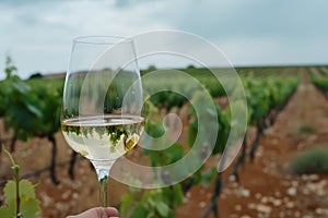 Elegant white wine glass with lush vineyard in background