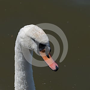 Elegant whote swan on the lake