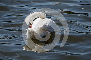 Elegant whote swan on the lake