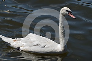 Elegant whote swan on the lake