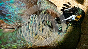 Elegant wild exotic bird, colorful artistic feathers. Close up of peacock textured plumage. Flying Indian green peafowl