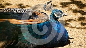 Elegant wild exotic bird, colorful artistic feathers. Close up of peacock textured plumage. Flying Indian green peafowl