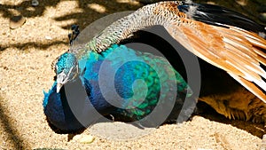 Elegant wild exotic bird, colorful artistic feathers. Close up of peacock textured plumage. Flying Indian green peafowl