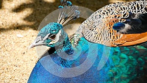 Elegant wild exotic bird, colorful artistic feathers. Close up of peacock textured plumage. Flying Indian green peafowl