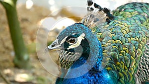 Elegant wild exotic bird, colorful artistic feathers. Close up of peacock textured plumage. Flying Indian green peafowl