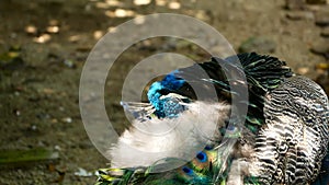 Elegant wild exotic bird, colorful artistic feathers. Close up of peacock textured plumage. Flying Indian green peafowl