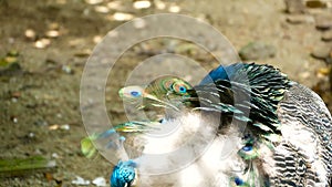 Elegant wild exotic bird, colorful artistic feathers. Close up of peacock textured plumage. Flying Indian green peafowl