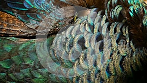 Elegant wild exotic bird, colorful artistic feathers. Close up of peacock textured plumage. Flying Indian green peafowl