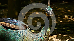 Elegant wild exotic bird, colorful artistic feathers. Close up of peacock textured plumage. Flying Indian green peafowl