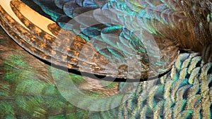 Elegant wild exotic bird, colorful artistic feathers. Close up of peacock textured plumage. Flying Indian green peafowl