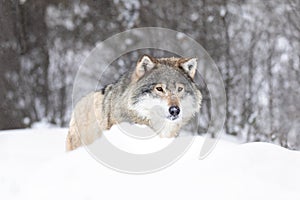 Elegant Wolf in Snowfall Capturing the Essence of Wild Nordic Nature