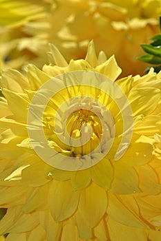 Elegant yellow dahlia