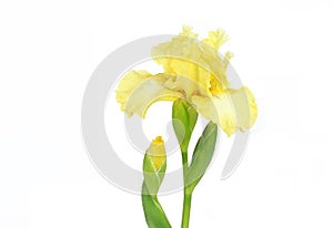 Elegant Yellow Iris on White