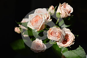 Elegant yellow pink small roses with green leaves, natural fresh chic rose pink cream color on black background