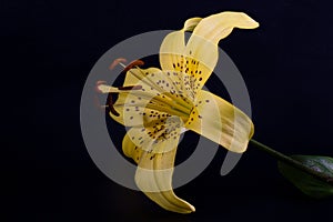 Elegant yellow tiger or leopard lily lance-shaped lily close-up on a dark black background. A minimalistic photo for a poster