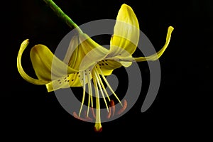 Elegant yellow tiger or leopard lily lance-shaped lily close-up on a dark black background. A minimalistic photo for a poster