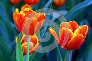 Elegant yellow tipped orange tulips photo