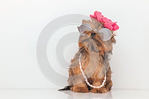 Elegant yorkie dog wearing sunglasses and flower