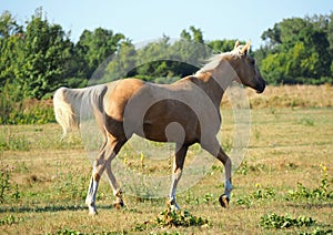 Elegant young palomino mare runs trotting