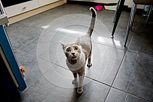 Elegant young pedigreed cat requests to eat in the kitchen. Breed Russian Blue