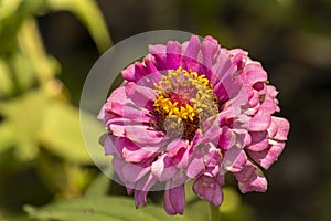 Elegant Zinna Closeup