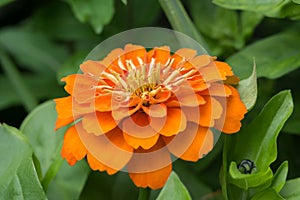 Elegant Zinnia elegans Eldorado, double orange flower