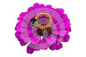 Elegant zinnia magenta flower with bumblebee isolated on white