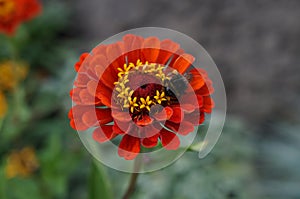 Elegant zinnia scarlet with yellow center flower close up with bumblebee