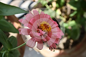 Elegant Zinnia (Zinnia elegans) flower in Flamingo pink colour : (pix Sanjiv Shukla)