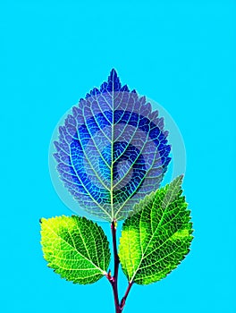 An elegantly stylized leaf