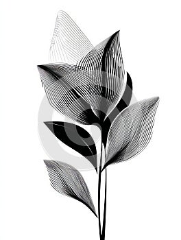 An elegantly stylized leaf