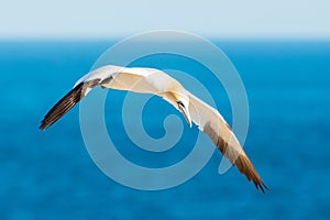 A gannet in flight above the sea