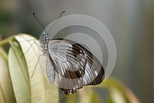 Elegent butterfly on green leaves