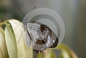 Elegent butterfly on green leaves photo