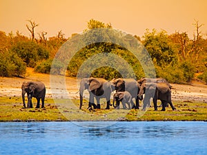 Elehpant family at the river