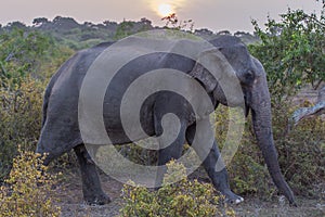 Elelpahnt photo