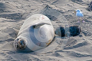 Elelphant Seal Mother Nursing