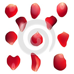 Red rose petals set, isolated on white