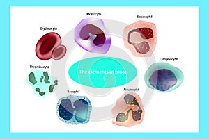 The elements of blood.