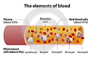 The elements of blood. blood vessel cut section