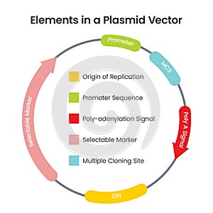 Elements in a Plasmid Vector scientific illustration infographic diagram photo