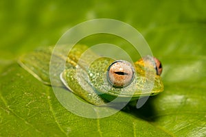 Elena\'s Treefrog, Boophis elenae, frog in Ranomafana National Park, Madagascar wildlife