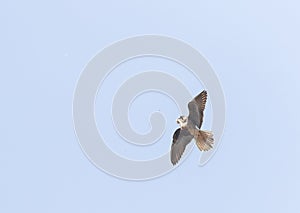 Eleonora\'s Falcon, Falco eleonorae