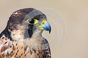 Eleonora's falcon (Falco eleonorae) closeup portrait.